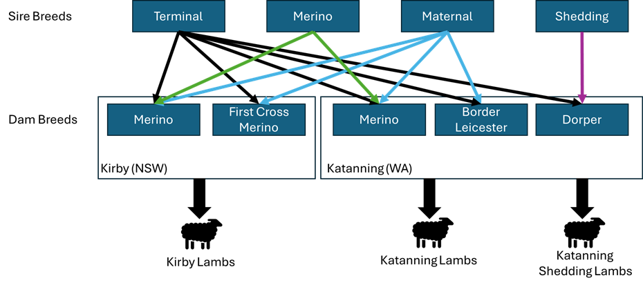 Simplified representation of mating design for the 2025 Resource Flock mating